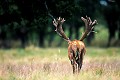  Mammifère, cerf, brame, forêt,  
 